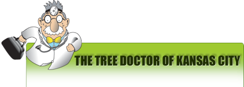 About Tree Doctor