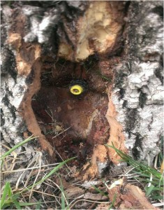 holes-in-tree-kansas