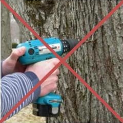 do not drill trees
